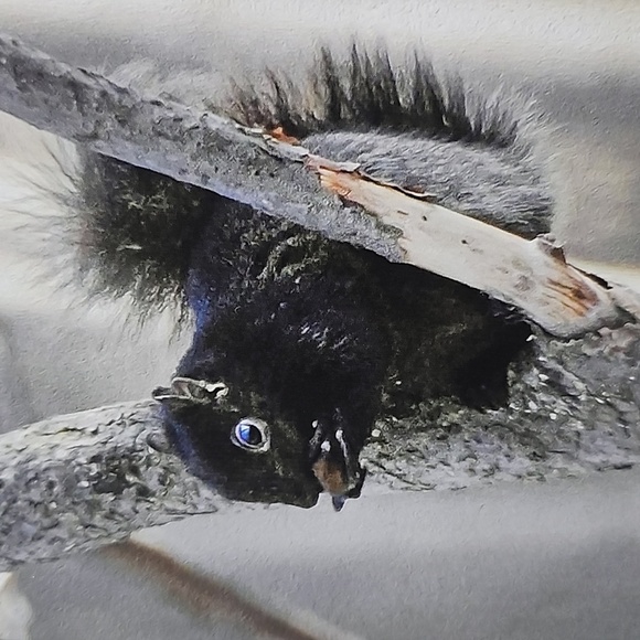 4x6 Cute Black Squirrel Eating in‎ a Tree Oil Painting Art Photography Print - Picture 2 of 4